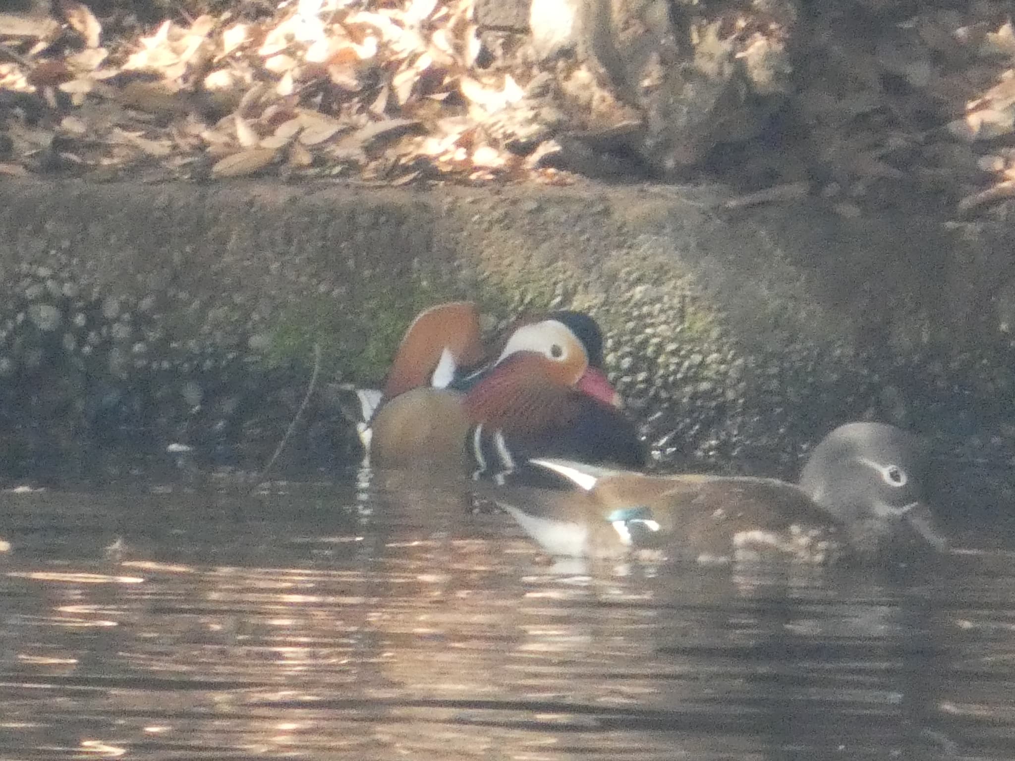 Aix galericulata02